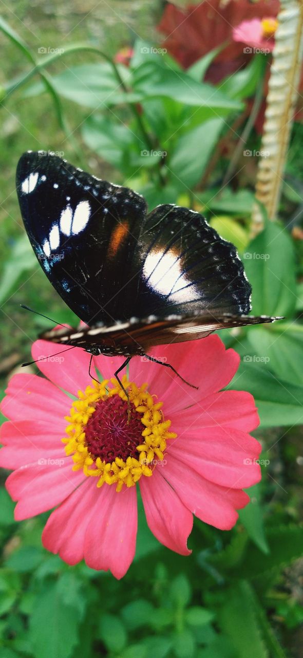 Beautiful butterfly perched on a zinnia flower