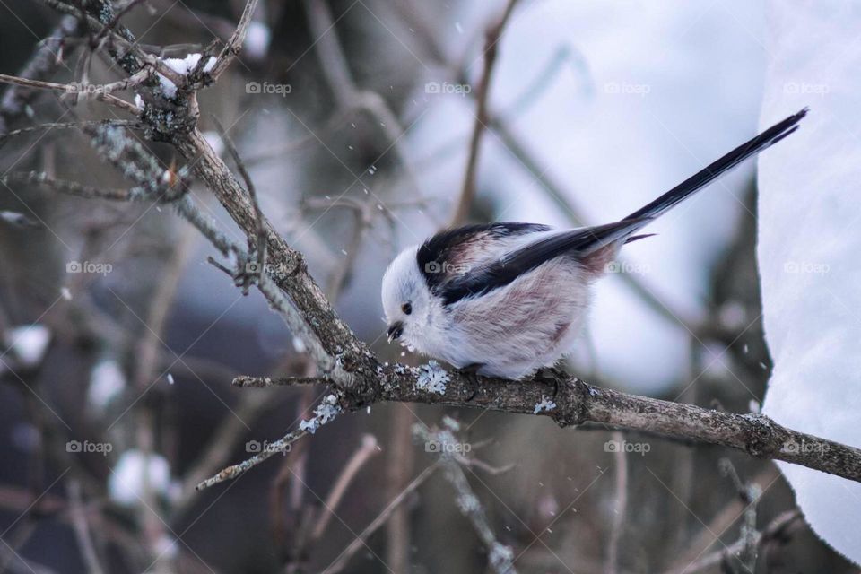 Long tailed tit