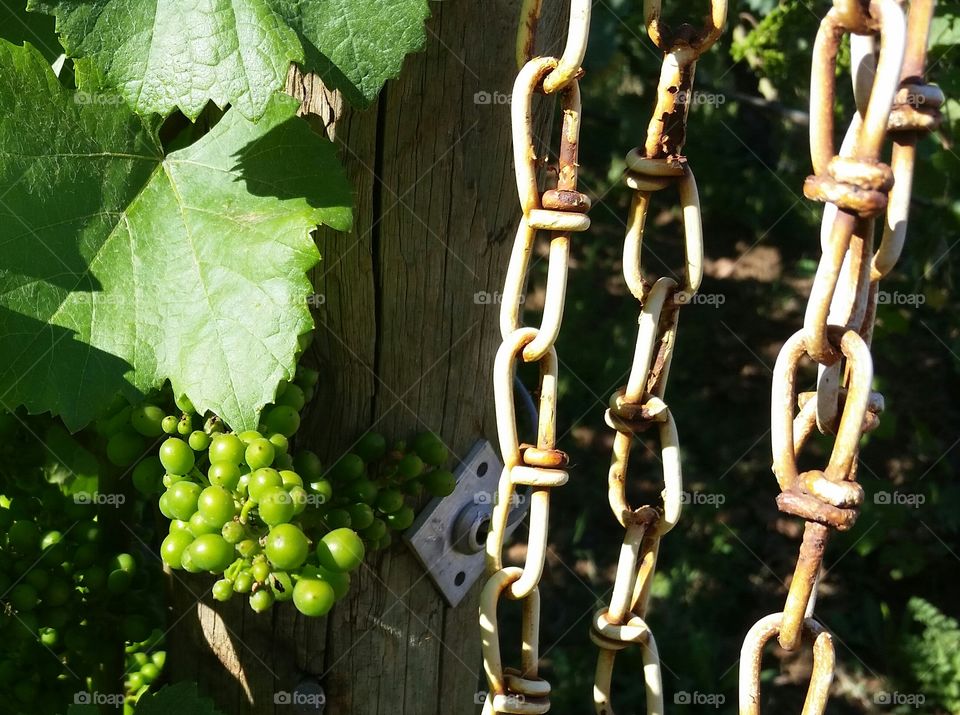 Grapevines and Chains