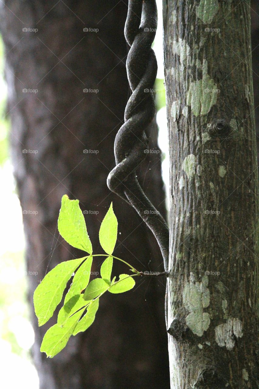 closeup of trees and