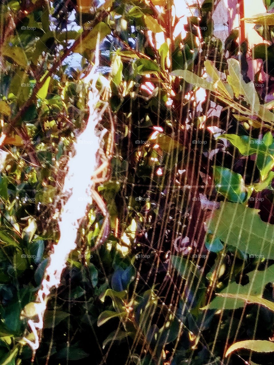 middle of the web