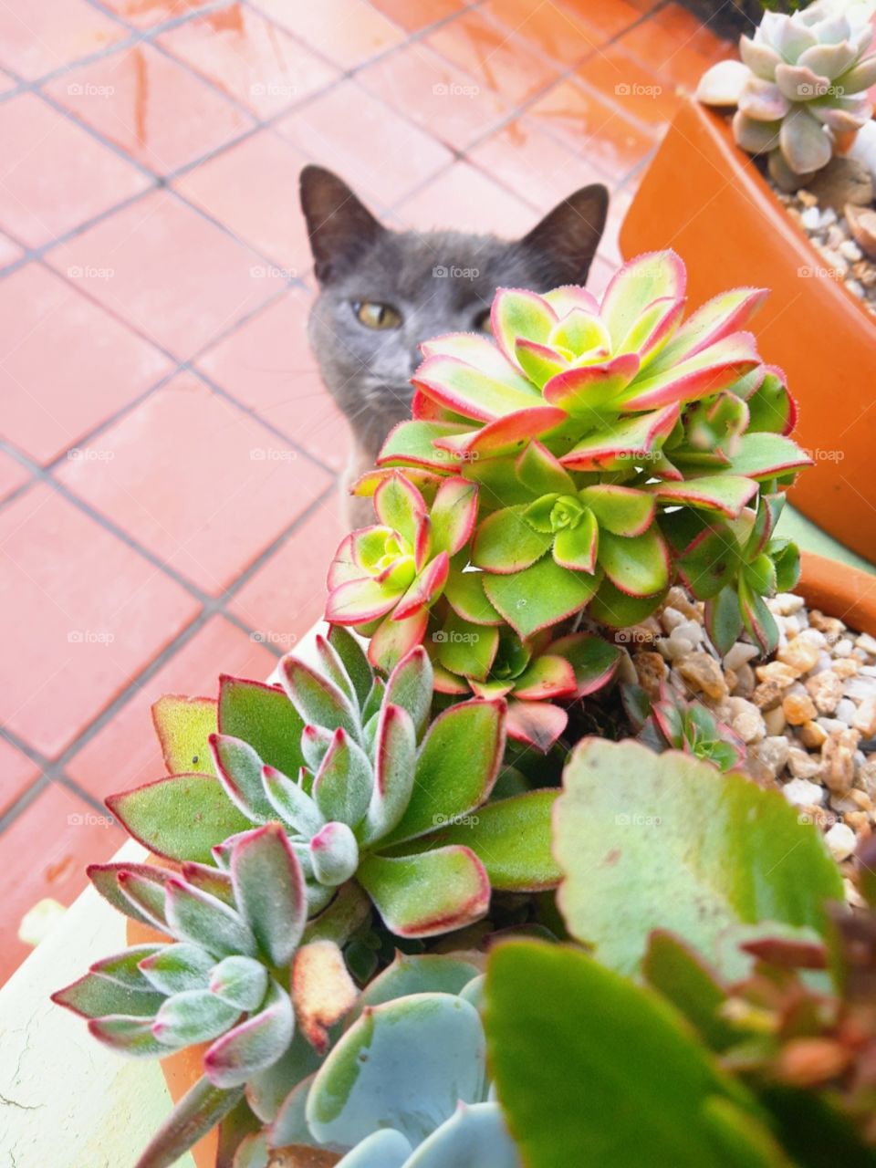 cat and plants