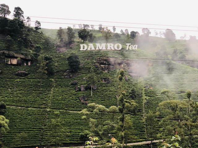 Nature view