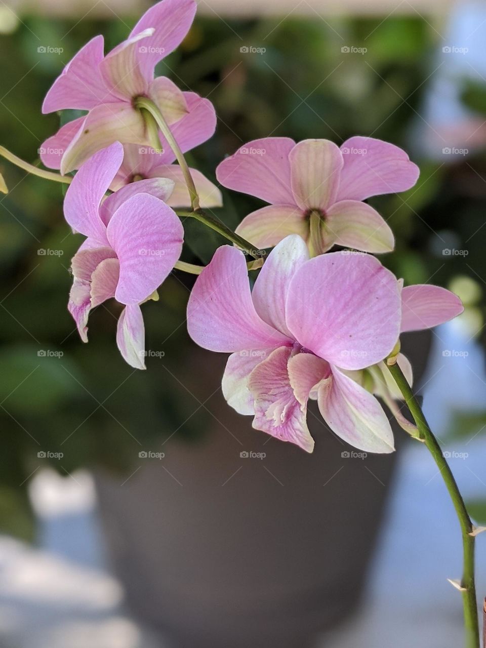 pink orchid