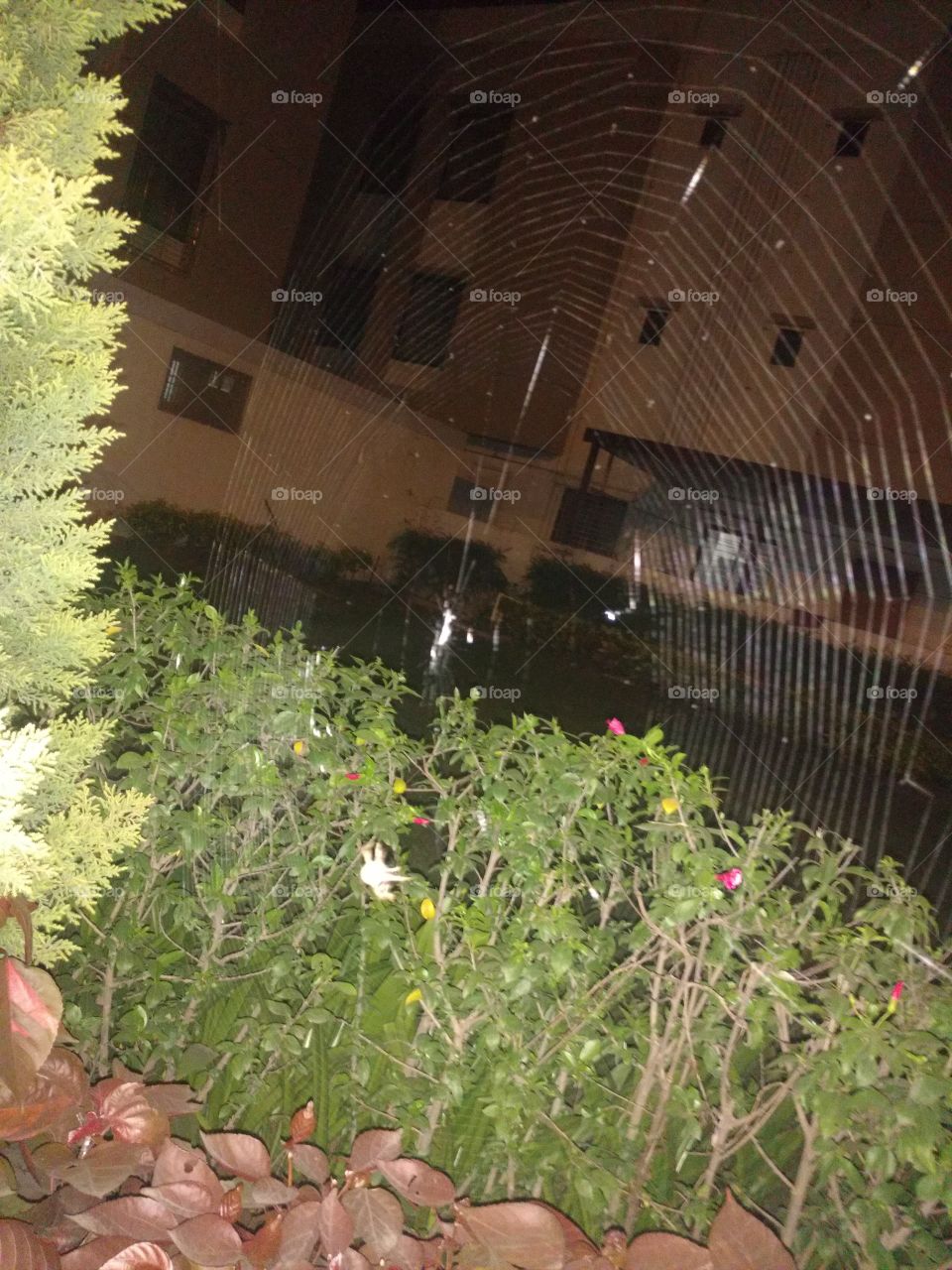 Spider's Web in the garden