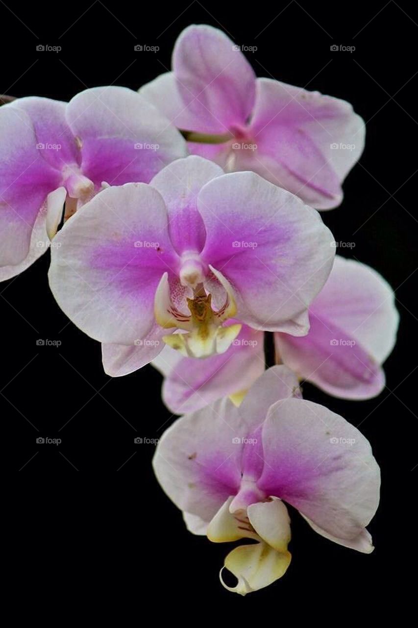 Orchid