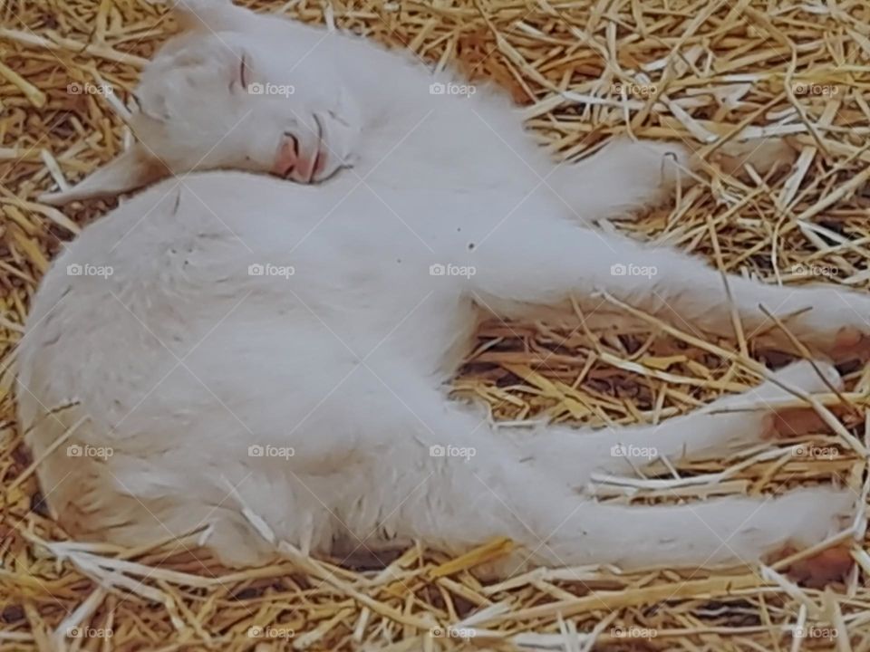 Spring has started Lamb born