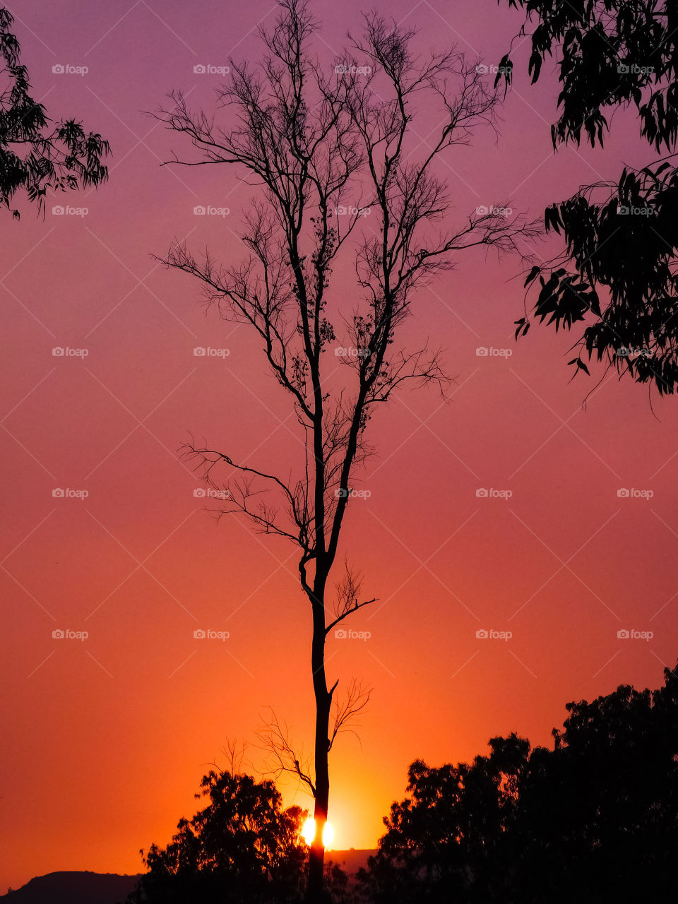 Colourful Beauty Of Sunset with tree composition. hidden sun behind the tree.