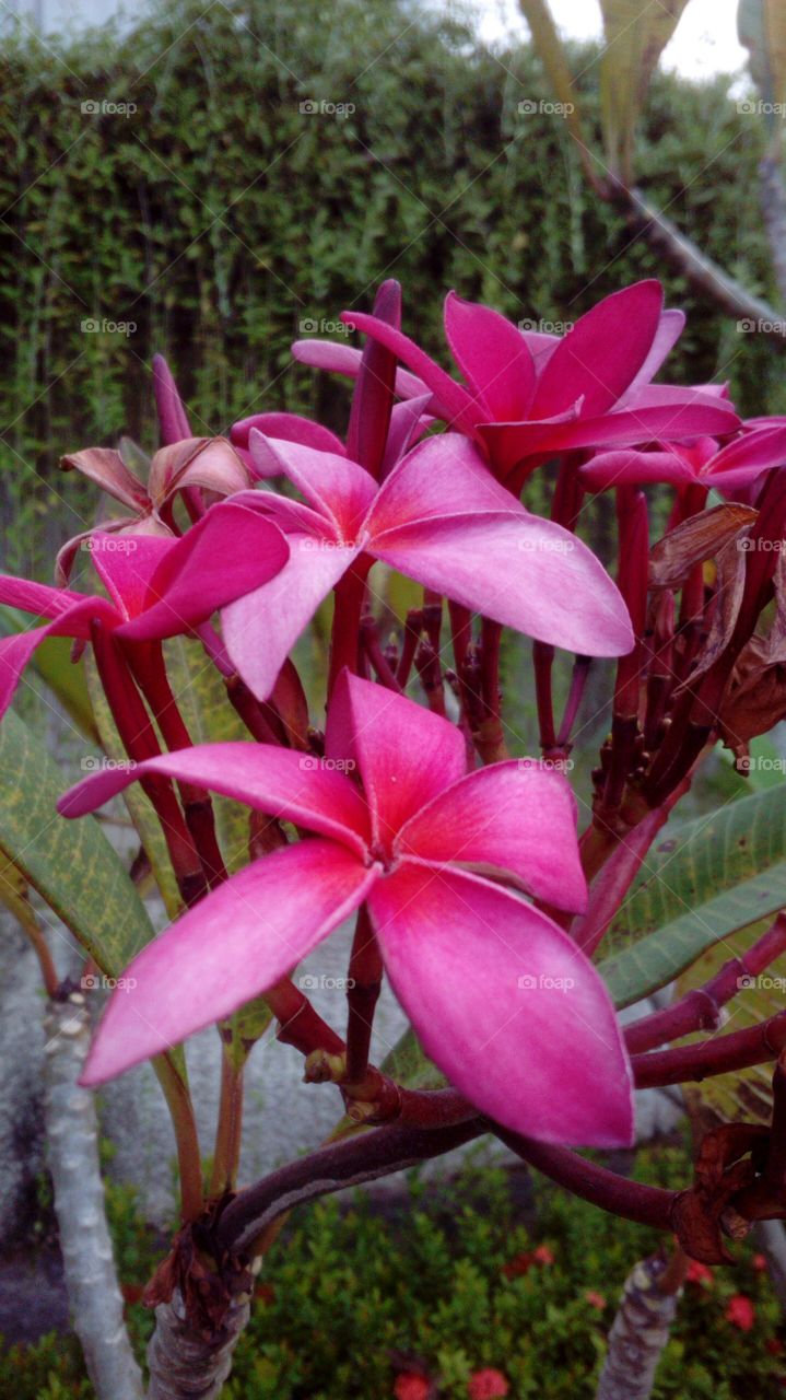 Flowering Tree