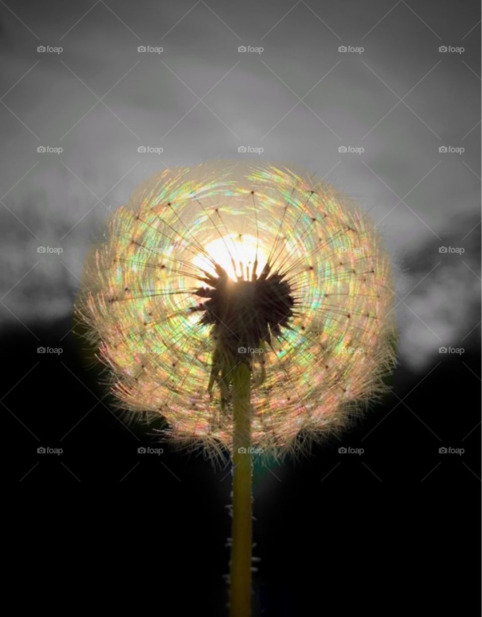Dandelion 