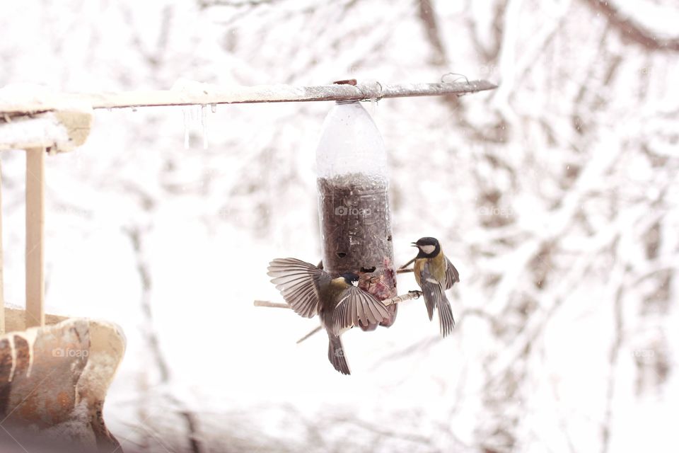 Titmouses eat sunflower seeds from a homemade feeding trough in the winter