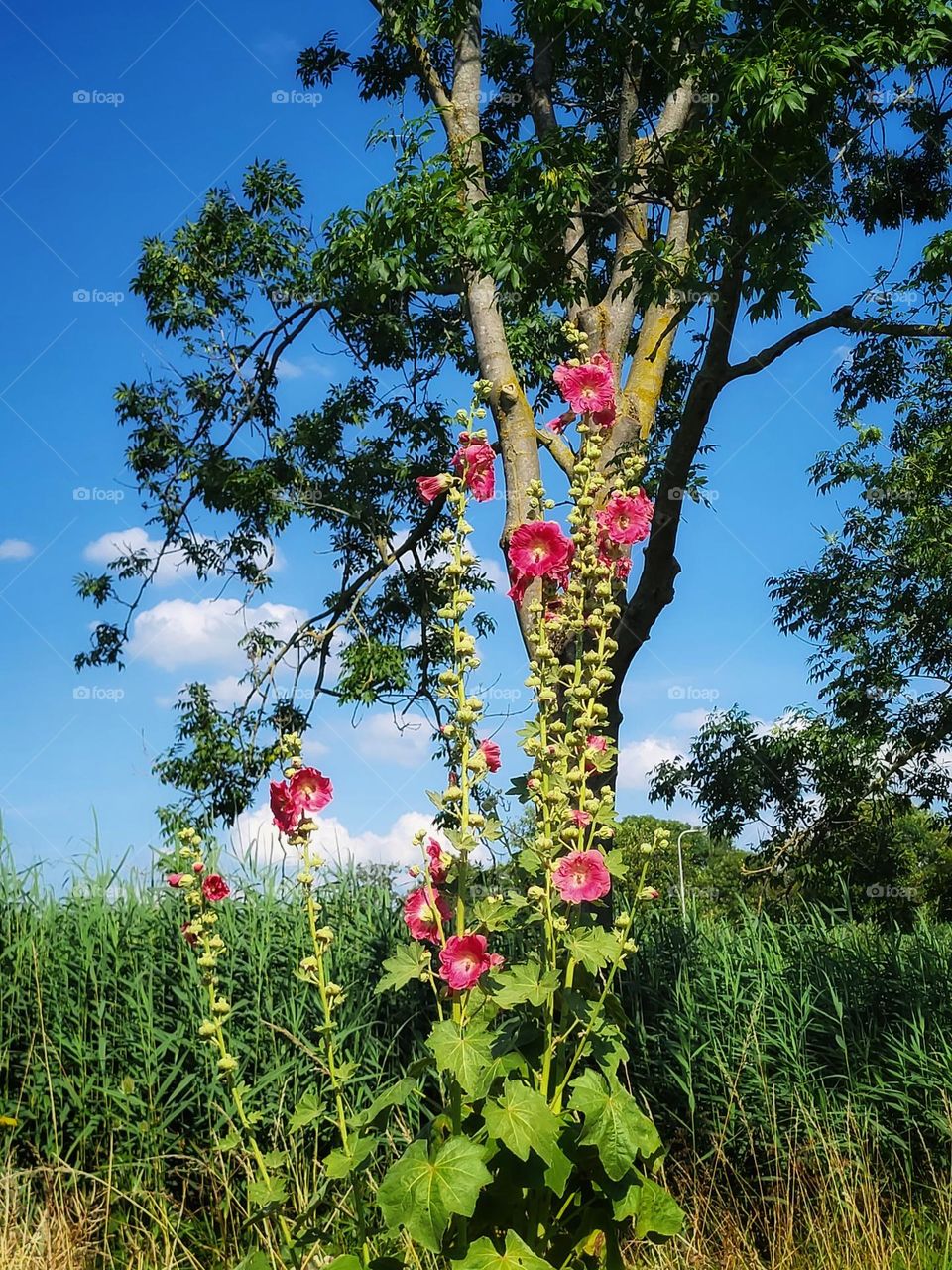 The beauty of flowers