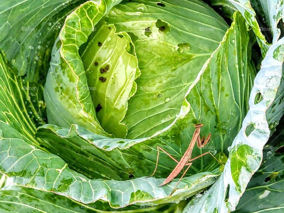 Fun animals and pets: a mantis on the cabbage. if you find insect on the vegetables, the vegetables should be safe and organic. this cabbage grew in an organic farm. it is a healthy food.