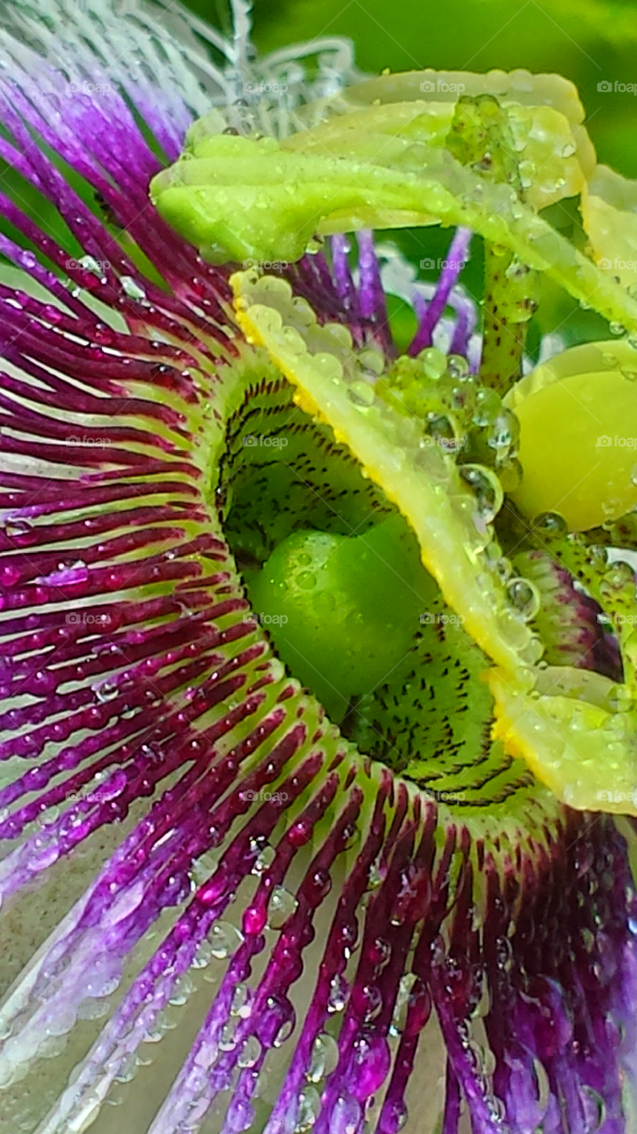 "Wet Passion Flower"