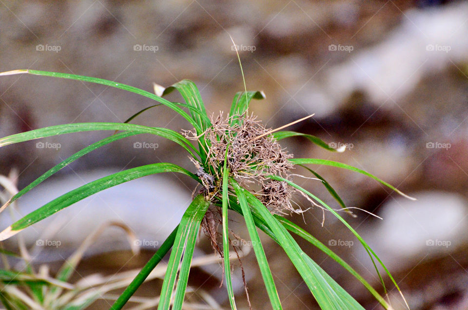 Close up of a plant 