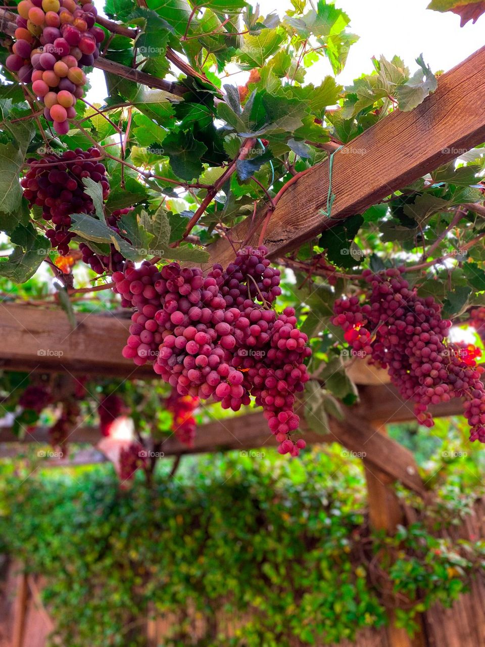 Grapevine in the garden