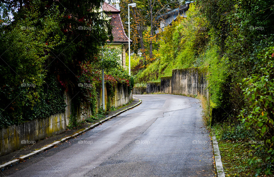 Street and trees