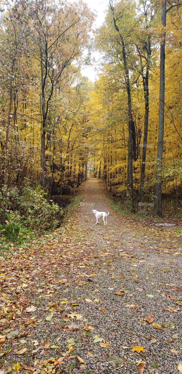 our driveway bathed in golden leaves on a autumn day in Michigan