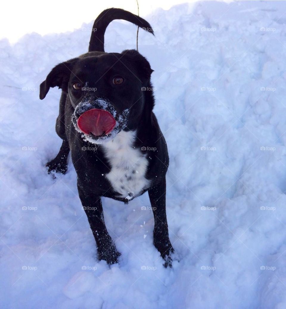 Dog Loves Snow