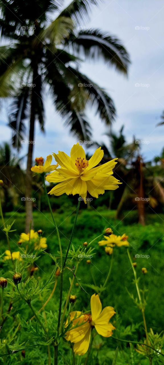 Manganari flowers