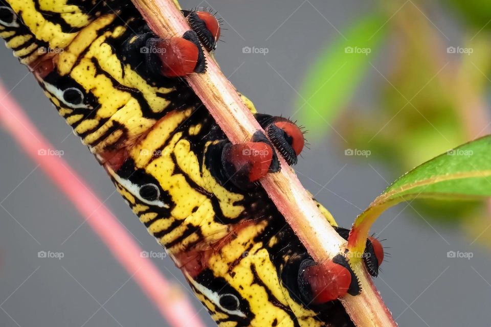 The beautiful false legs of a Banded Sphinx Moth (Eumorpha fasciatus). Raleigh, North Carolina. 