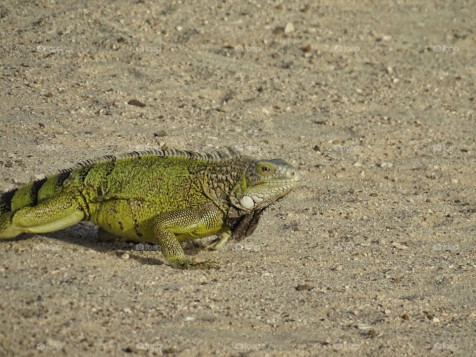 Iguana