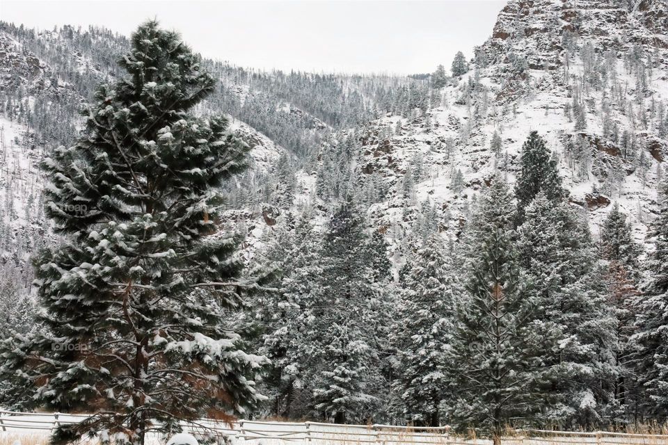 mountain valley covered in snowy trees