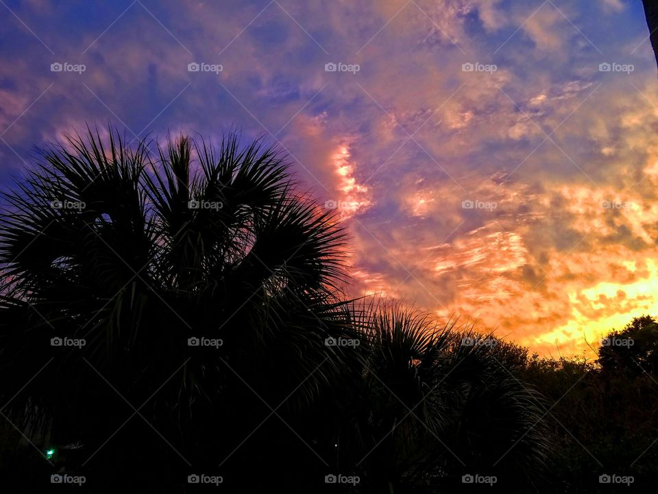 Sunset over palm trees