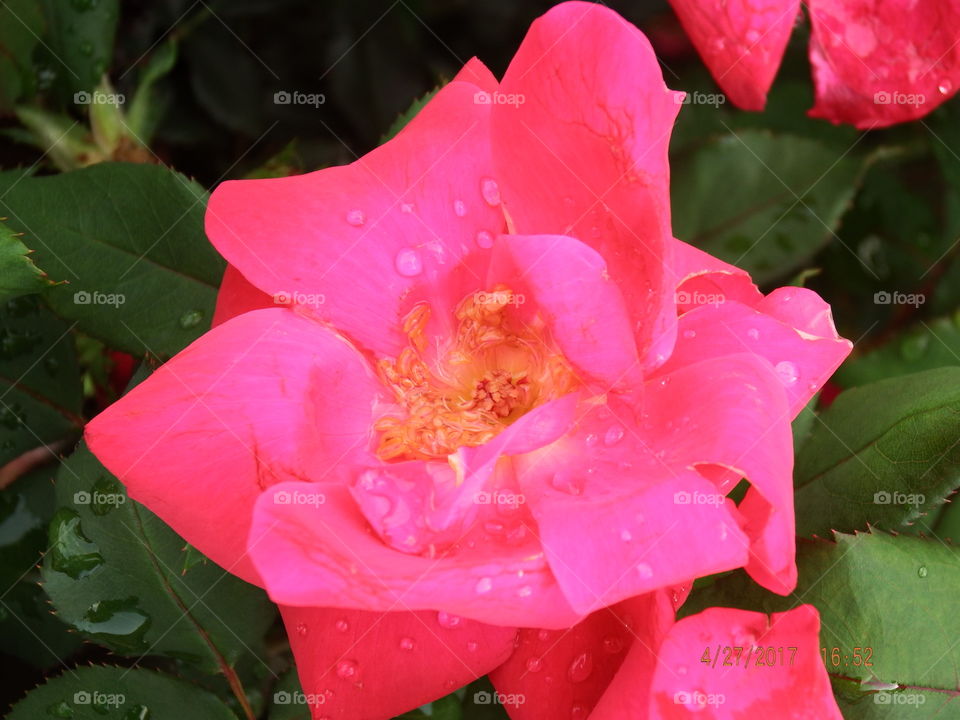 Dark pink rose see petals