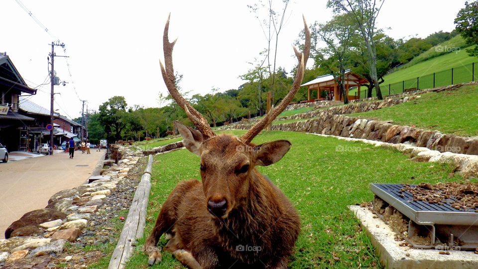 A deer in a park in Nara