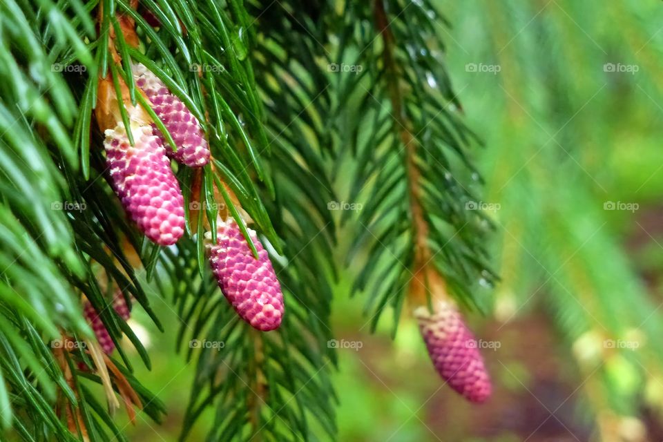 Pine Needles, New Growth, Close-up With Blurry Background.

Pine tree branch tips with new growth about to sprout