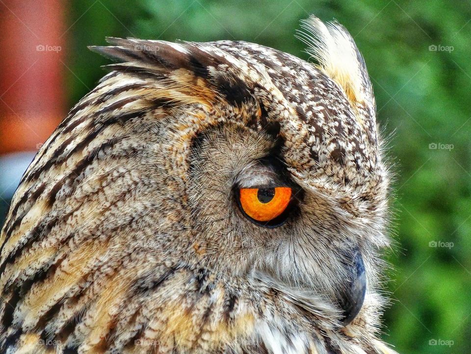 Great Horned Owl