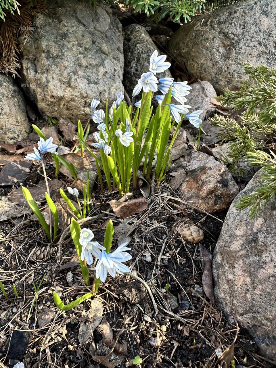 Sky blue gentle first spring flowers among the stones 