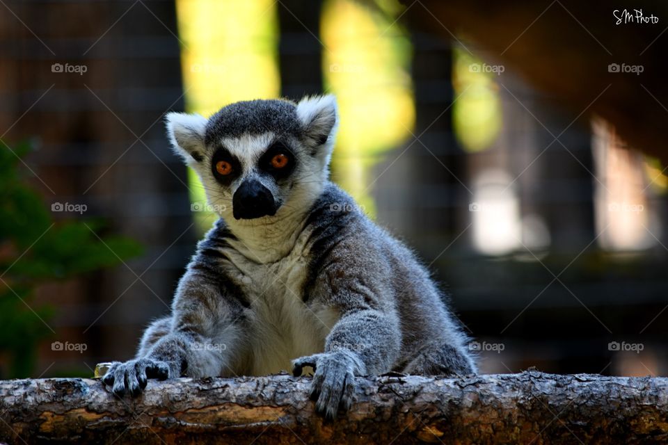 Lemur 
