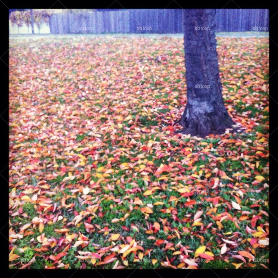 Fallen leaves