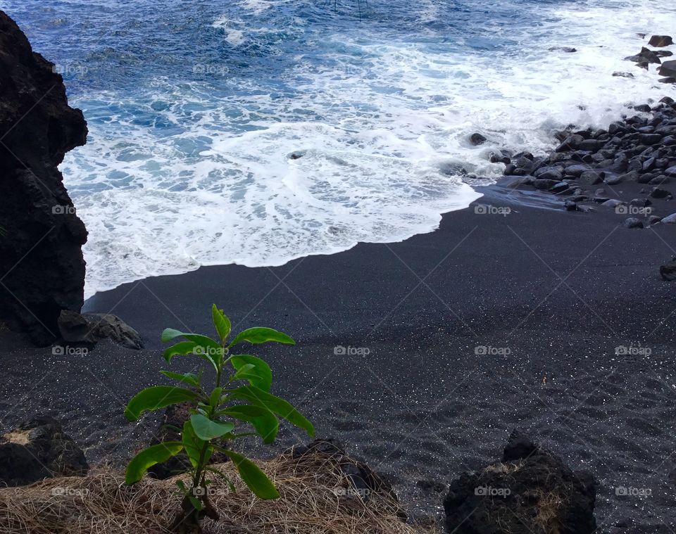 Plant overlooking a black sand beach