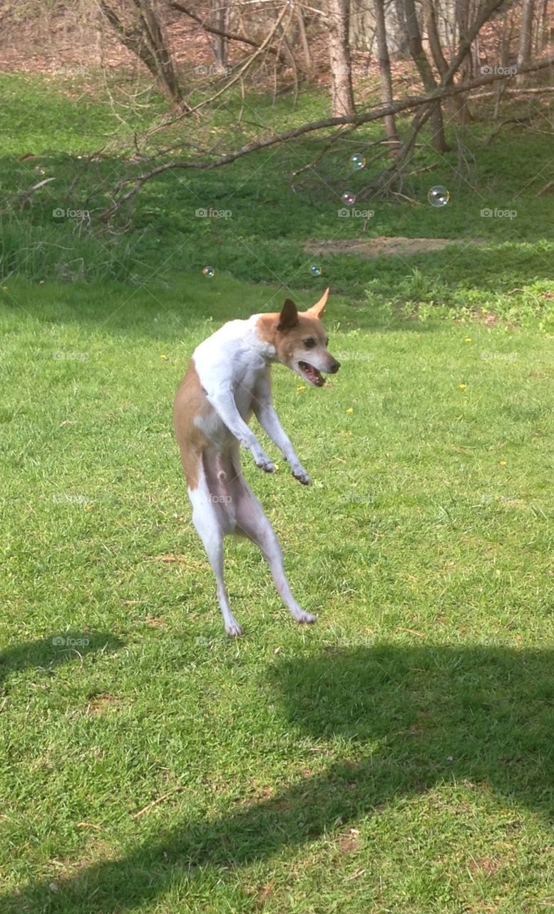 Jumping terrier