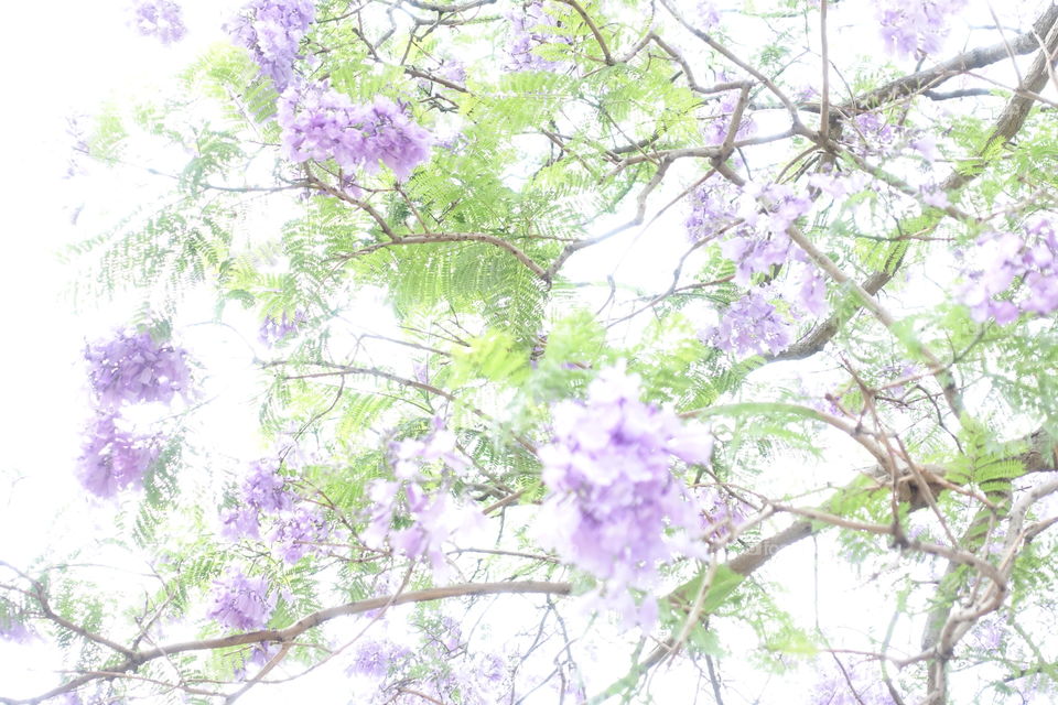 Jacaranda tree’s purple flowers are blooming.