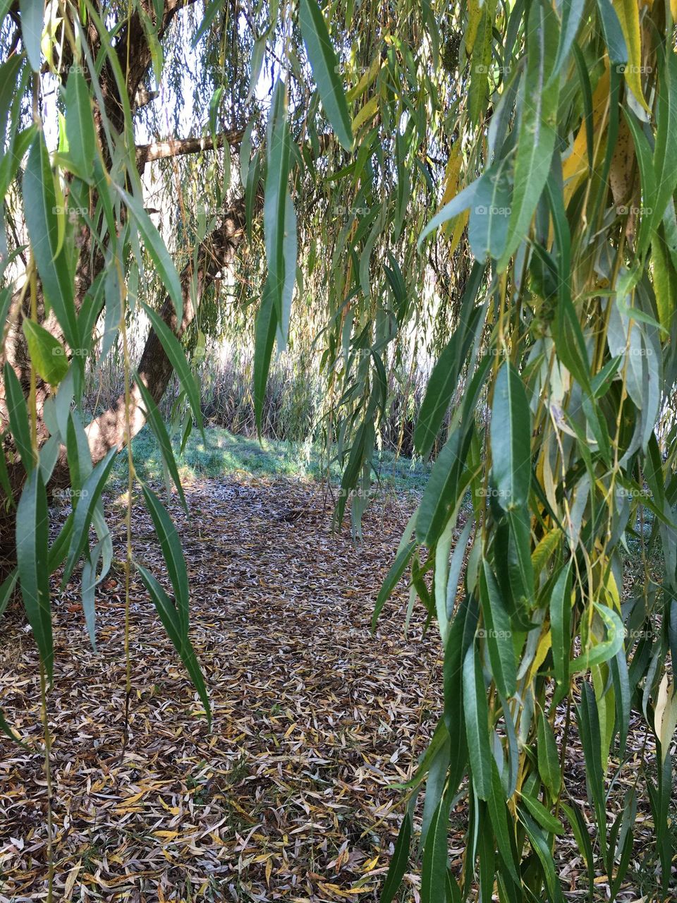 Autumn tree 