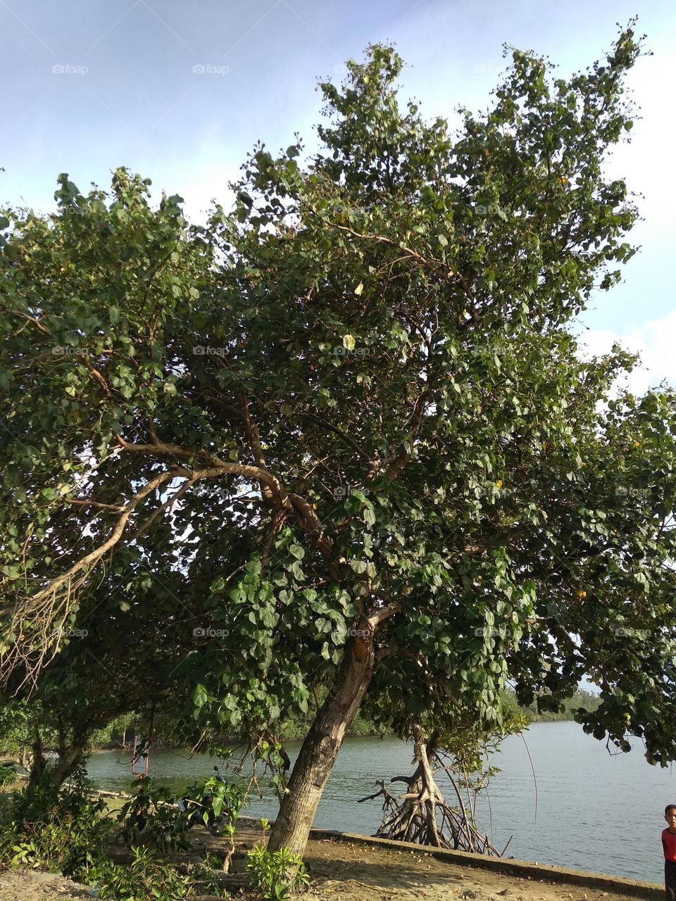 pepohonan yang lebat