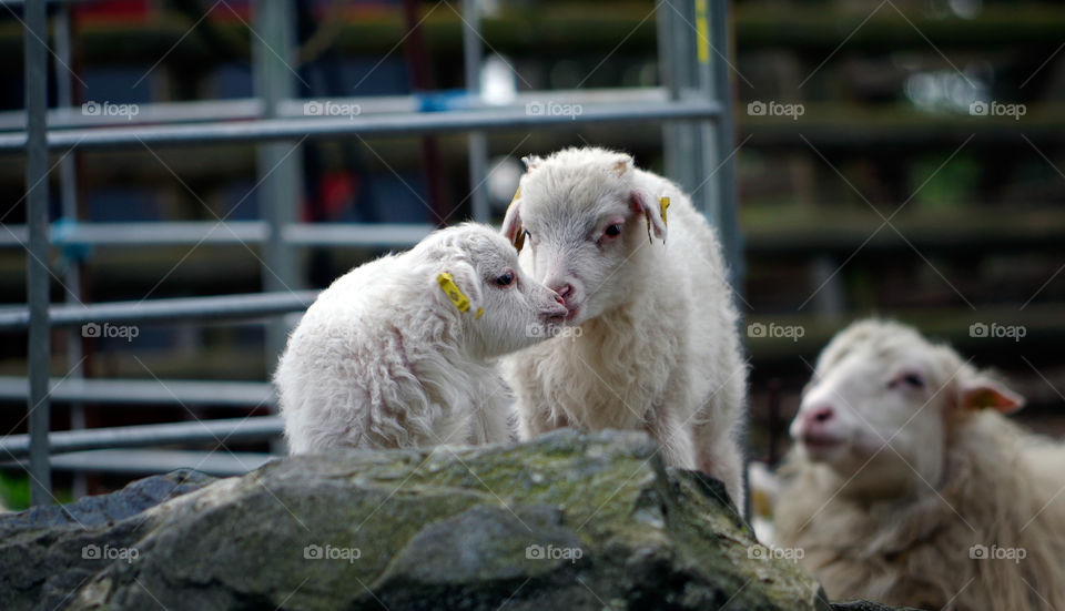 Sheep on farm in Berlin, Germany.
