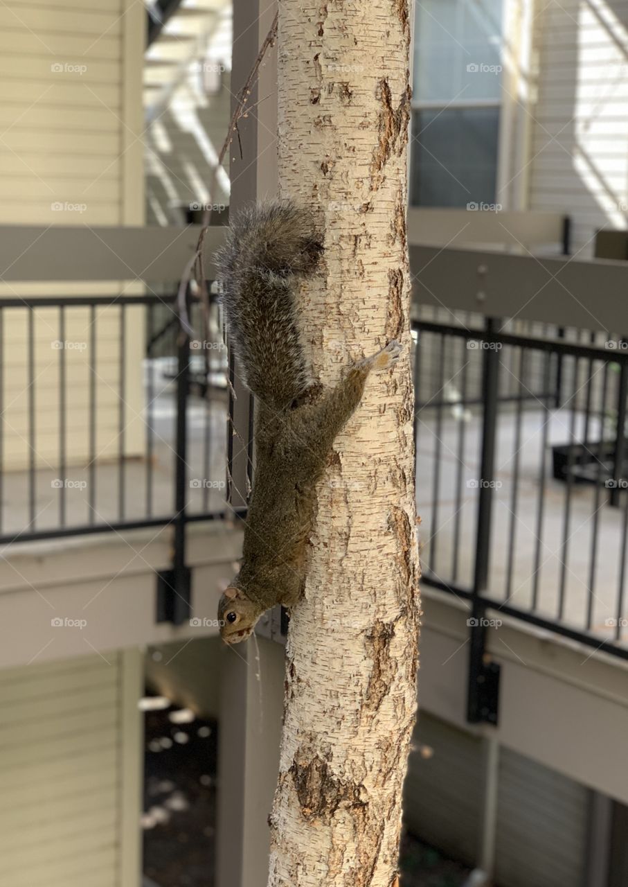 A brown squirrel climbing a tree in fall