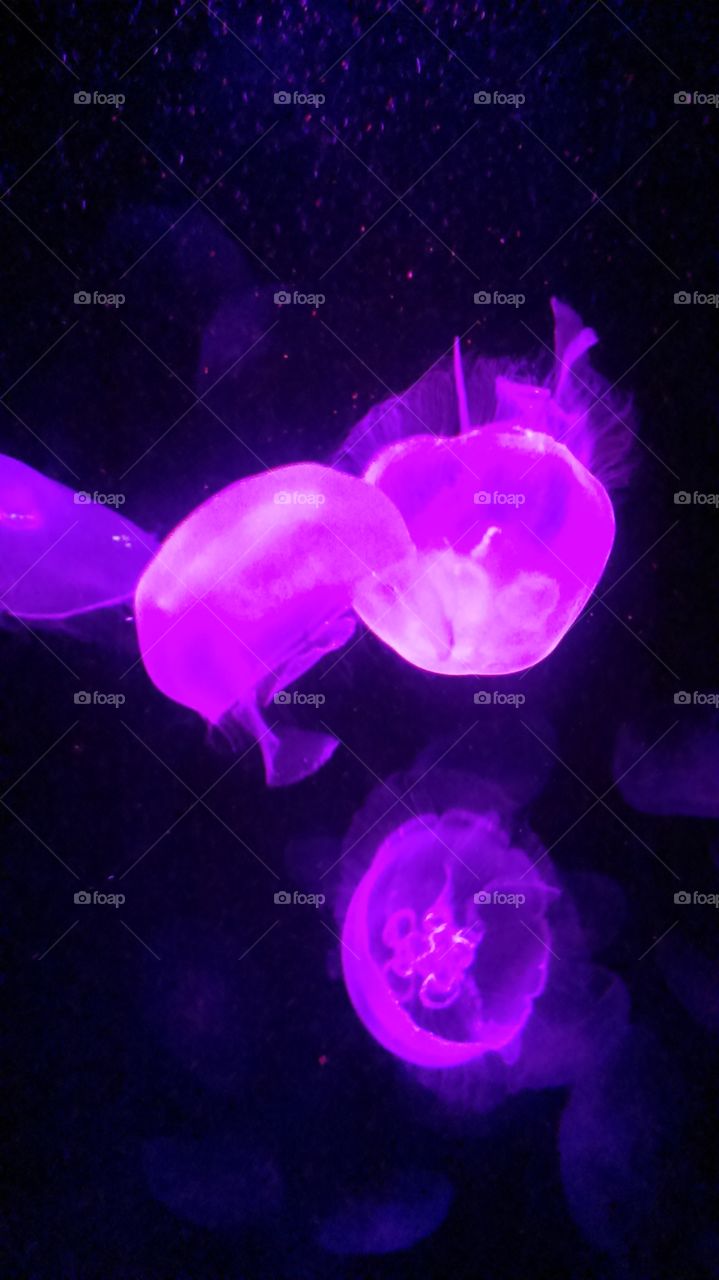 Vibrant Jellyfish