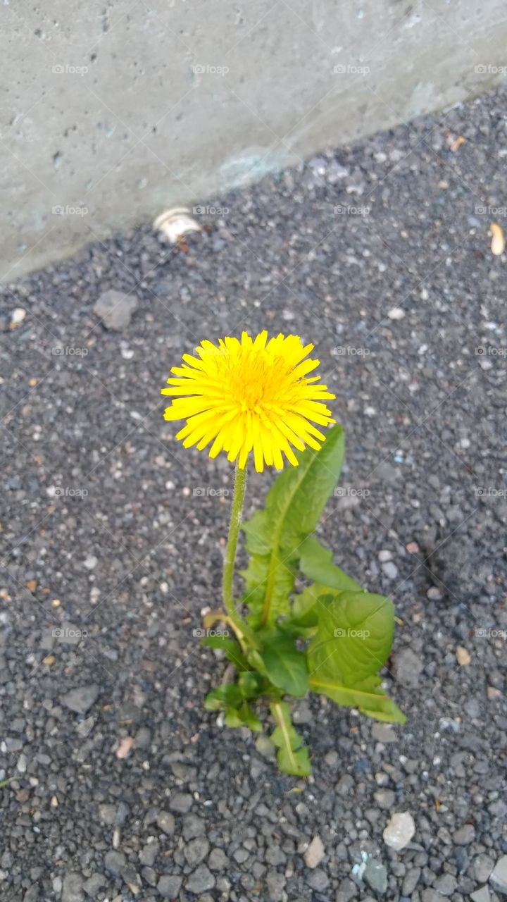 my yellow flower