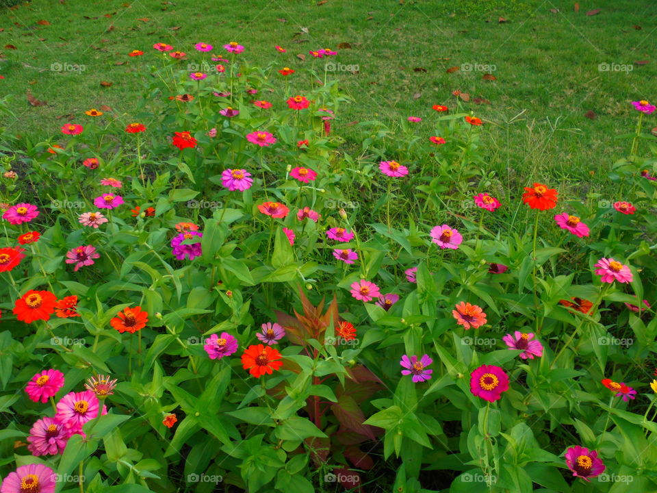 Zinnia flower