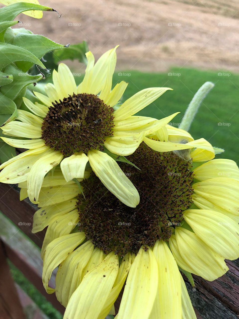 Clipped Sunflowers 