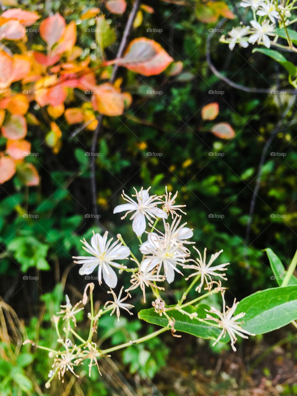 White flowers