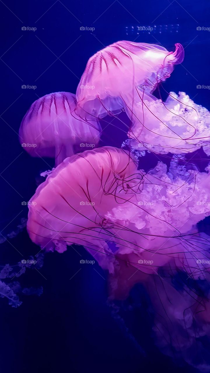 Jellyfish