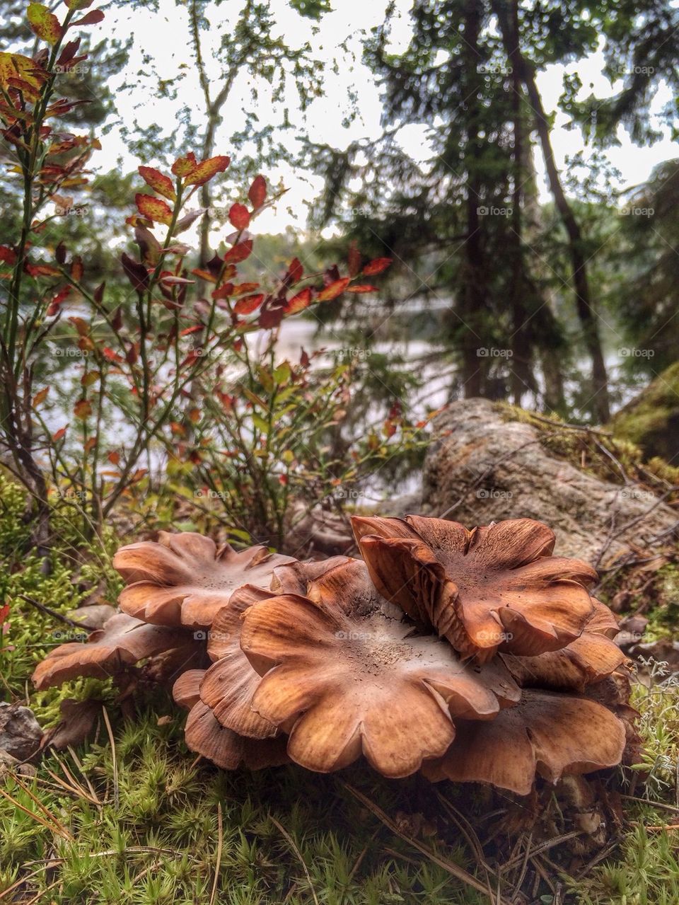 Mushrooms