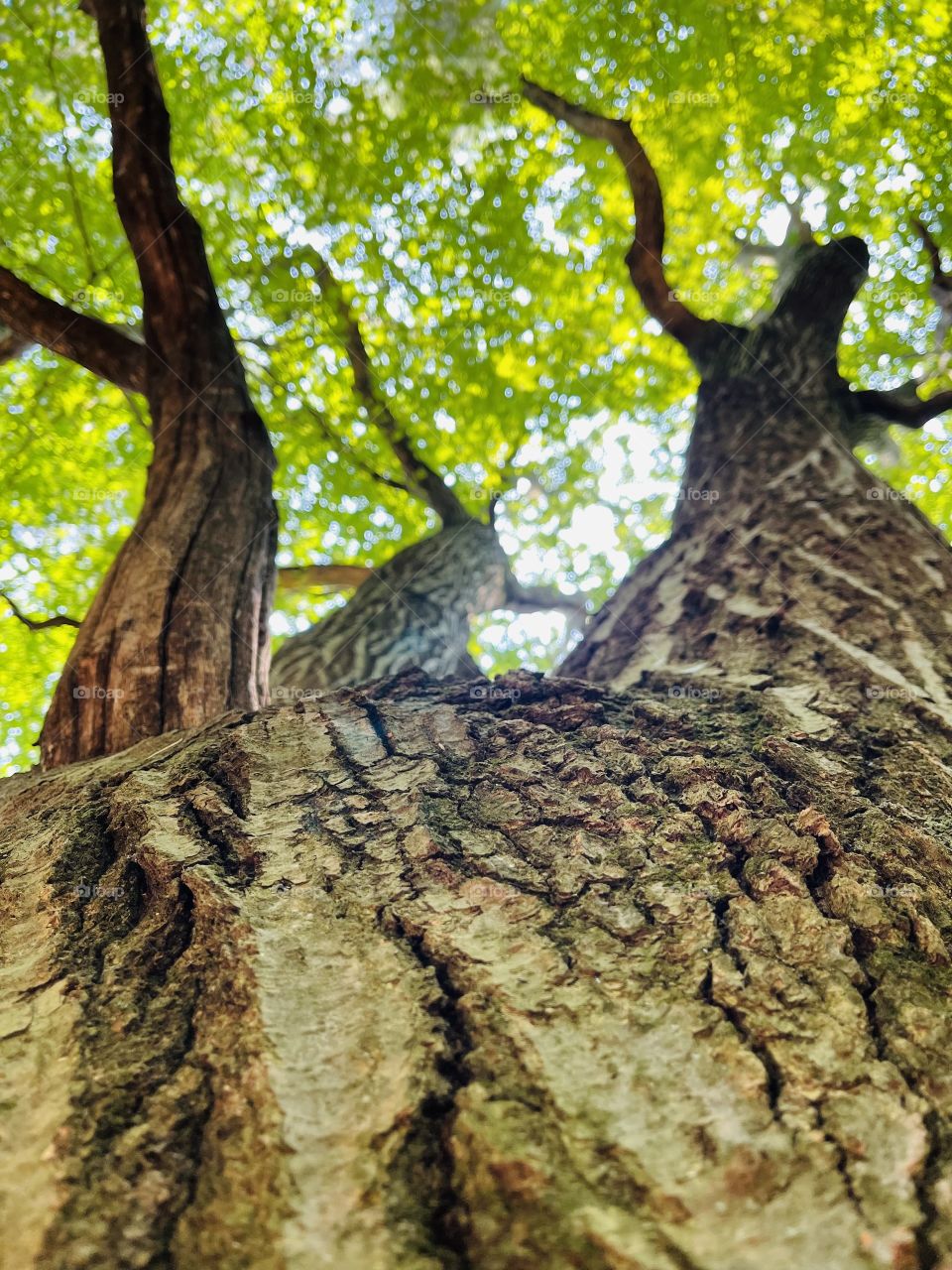 Nature brings us all together in a light, colorful, and beautiful way. Escape into nature. 